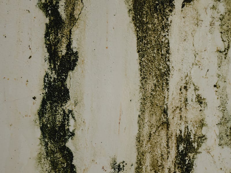 Wall seepage and dampness treatment on an interior wall
